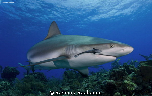 Taken at Fish tales, a reef close to Tiger Beach where Ca... by Rasmus Raahauge 